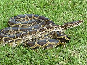 Молекул из крви питона могао би да постане нови лек против гојазности, кажу научници