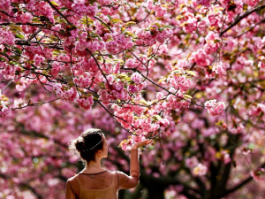 Процветале трешње у Јапану – симбол живота и радости