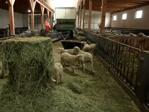 У Црепаји нема ко да шиша овце и купи вуну