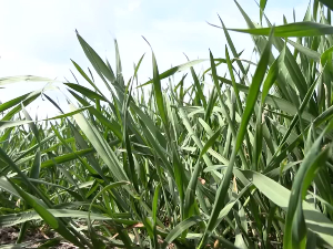 Органски производи Оласа Андраша из Дебељаче