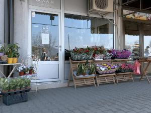 Пирот: Колико се цвећарство исплати?