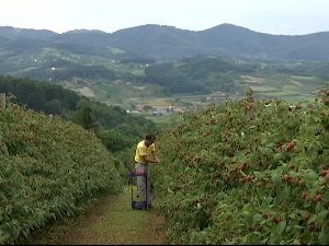 Зашто су важни пролећни радови у малињацима пре вегетације
