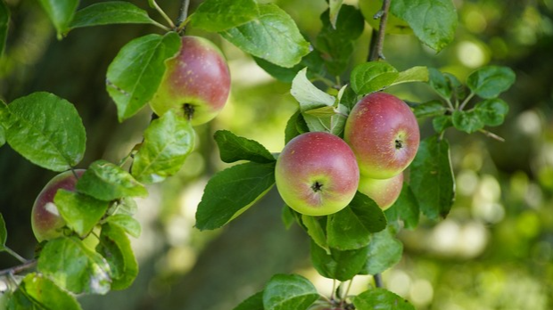 Воћари се припремају за нову сезону