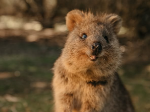 Ни кенгур, ни валаби – насмејани аустралијски торбари