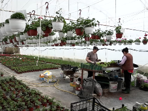 Мушкатле породице Цицка из Ковачице красе дворишта јужног Баната