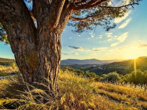 Еко минијатуре: Празнична честитка - порука природе