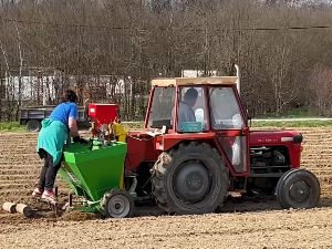 Сетва кромпира