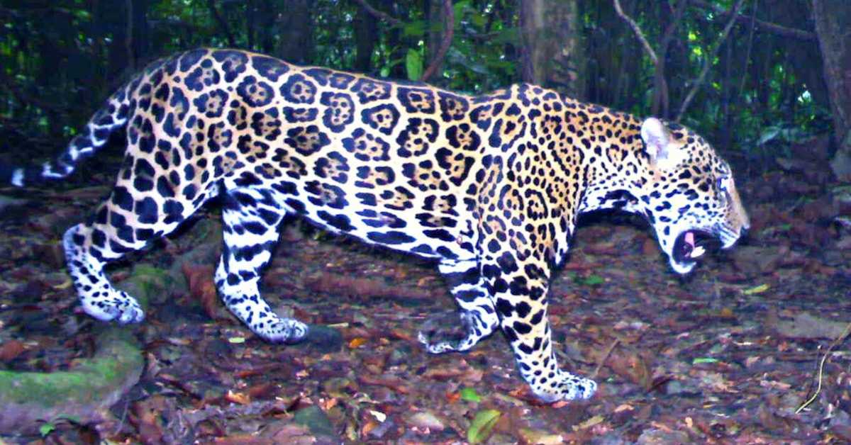 Ретка врста јагуара примећена после 10 година у планинама Хондураса
