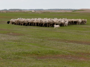 Зашто је пашњак код села Падеј део заштићеног подручја