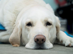 Еко минијатуре: Еко календар