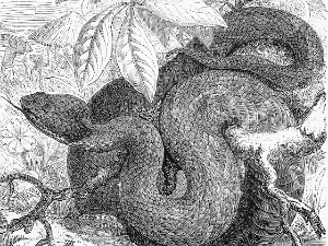 Митолошки речник – Змија