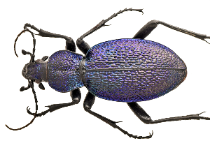 Потврђено да Србијом трчкара нова врста инсекта: велики љубичасти трчуљак уочен крај Нишаве 