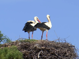 Међурово код Ниша, највеће станиште белих рода јужно од Саве и Дунава