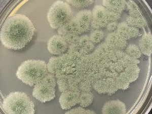 Осми путници на летовима за Марс, Црвену планету би могле да колонизују гљивице