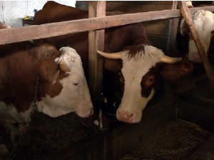 Подстицаји у сточарству - шта доносе нове мере