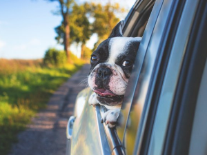 Путовање са кућним љубимцем ван земље