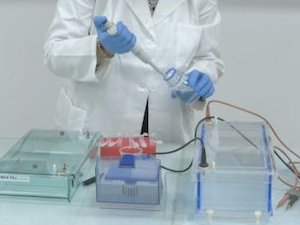 Смртоносни сој птичјег грипа H5 први пут потврђен у континенталној Аустралији