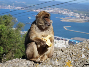 Брза храна пореметила стомаке мајмуна – макаки на Гибралтару спас нашли у земљи