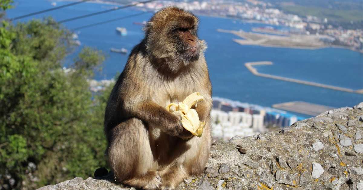 Брза храна пореметила стомаке мајмуна – макаки на Гибралтару спас нашли у земљи