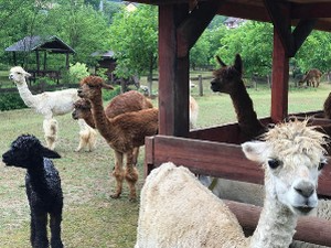 Откуд алпаке у Ваљеву?