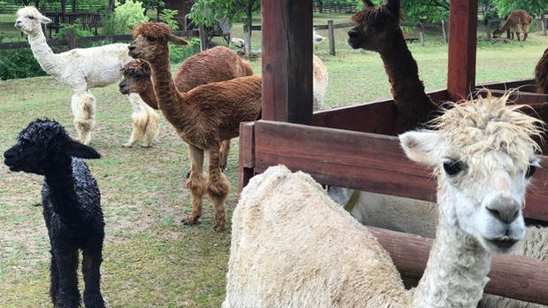 Говори да бих те видео: Откуд алпаке у Ваљеву?