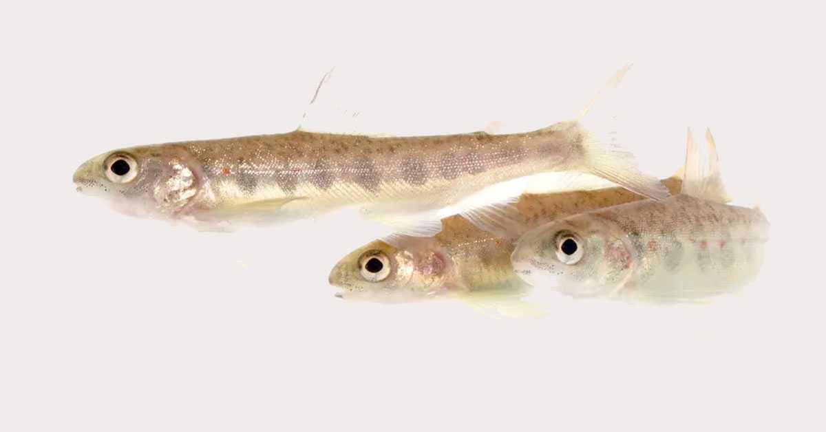 Невидљива претња у водама – научници открили ефекте кокаина на рибе 