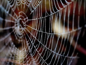 Мери Е. Брендон: Добра госпа Дукејн