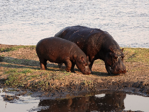 Индијски милијардер нуди уточиште за Ескобарове „кокаинске нилске коње