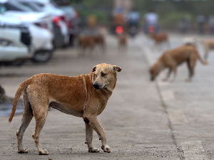 Светски дан напуштених животиња: На планети 362 милиона луталица,  у Србији махом пси са педигреом