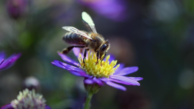 Фамилиологија: Корак ка науци