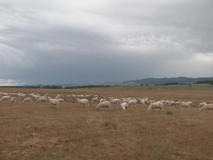 Пештер - најбоља јагњетина у региону?