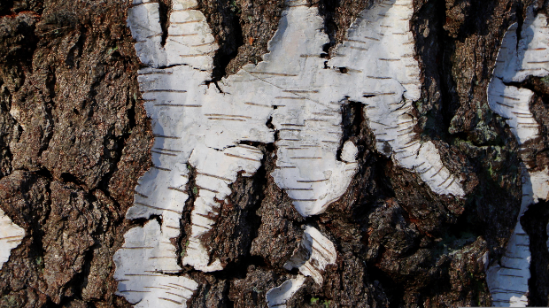 Смола брезе није била само 