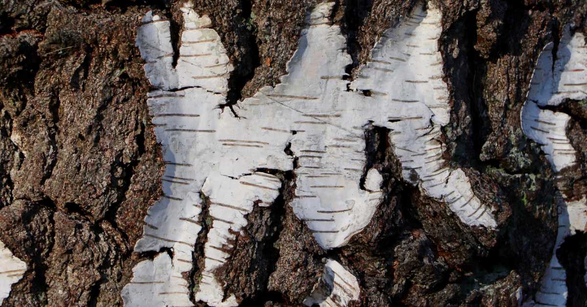 Смола брезе није била само "праисторијски лепак" - јесу ли је неандерталци користили и као лек 