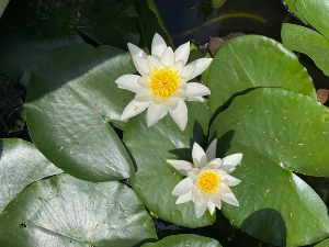 Цветни атлас: Путовање од дивљих сродника до празничних боја