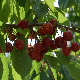 Воћари у Србији очекују добар род, али страхују за зараду