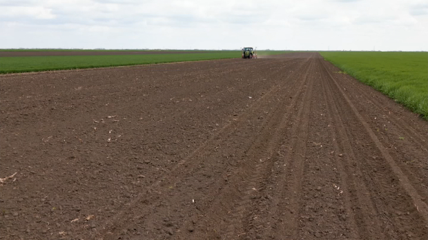 Недељом за село: Третирање кукуруза