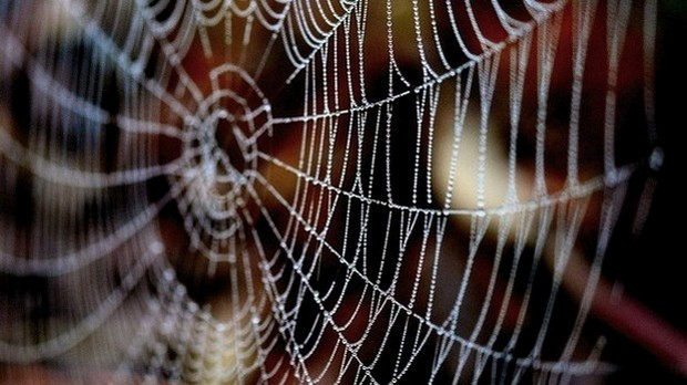 Драмски програм: Стјепан Митров Љубиша: Тенац