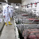 Због великог броја фарми, најугроженији услед афричке куге свиња су: Срем, Мачва, део Колубарског округа и Београд