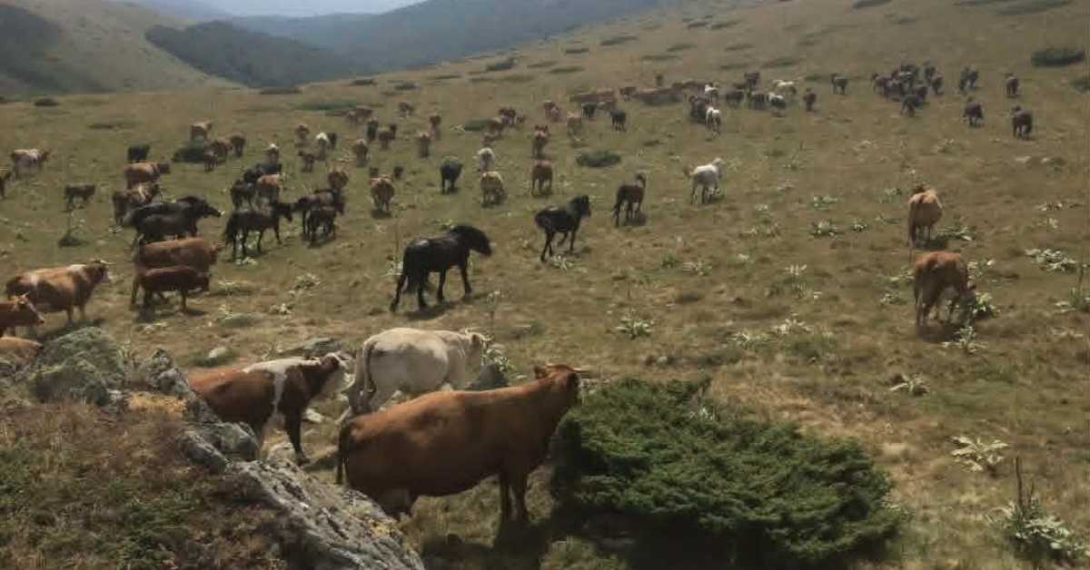 За шест година у Србији нестале десетине хиљада хектара пашњака