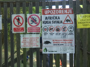 Од 17 ловишта којима газдују Војводина шуме, вирус афричке куге присутан у 16
