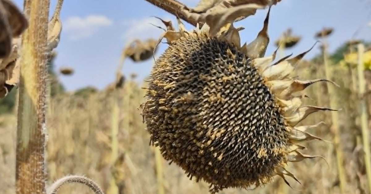 Ранија жетва кукуруза и сунцокрета, приноси мањи од очекиваних