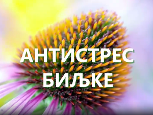 Еко минијатуре/ лековито биље-Антистрес биљке