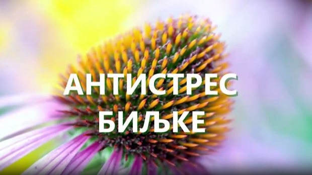 Еко минијатуре/ лековито биље-Антистрес биљке