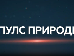 Пулс природе: Врхпоље