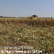 Последице суше у домаћој пољопривреди – прве оцене произвођача и стручњака