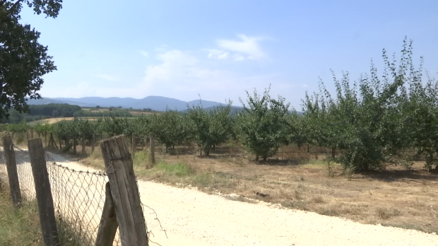 Недељом за село: Жилогриз у воћњацима 