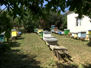 Из погона за прикупљање и пласман меда у Рачи - у Кину извезено 2,3 тоне меда