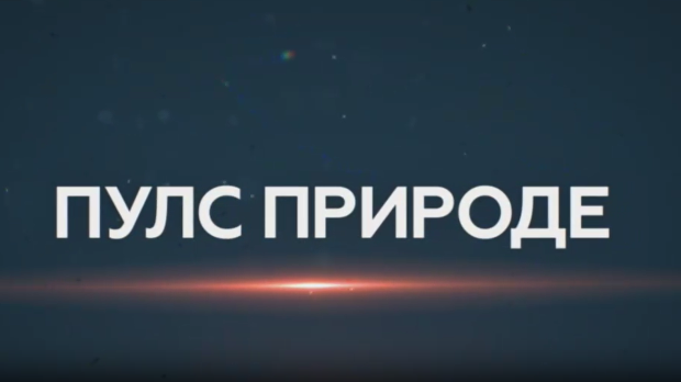 Пулс природе- Дрина, сплаварење