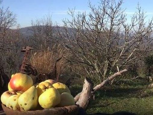 Еко минијатуре: Старе српске сорте - тикве