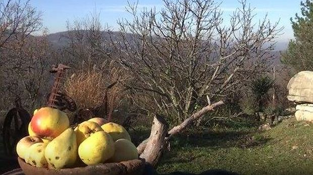 Еко минијатуре: Старе српске сорте -ходајући лук